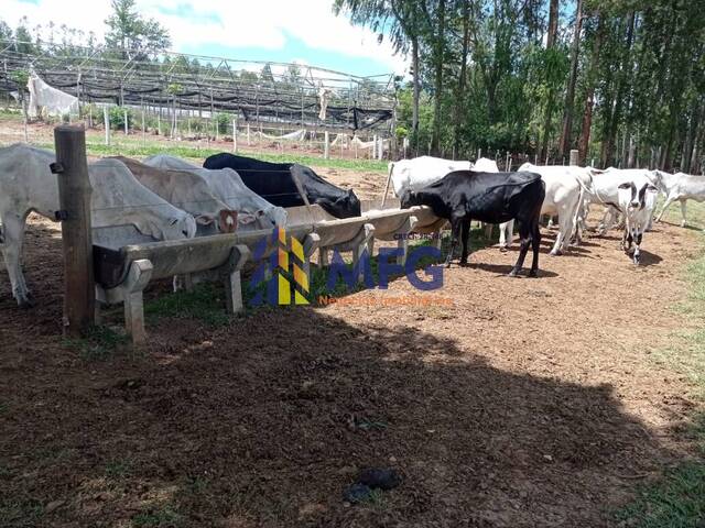 Fazenda para Venda em Paranapanema - 4