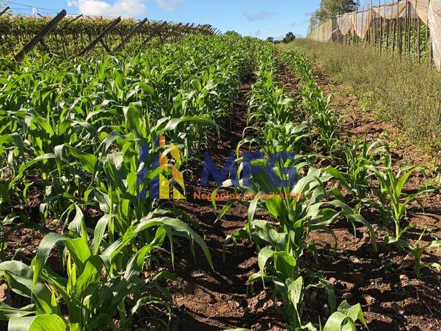 Fazenda para Venda em Itapetininga - 5