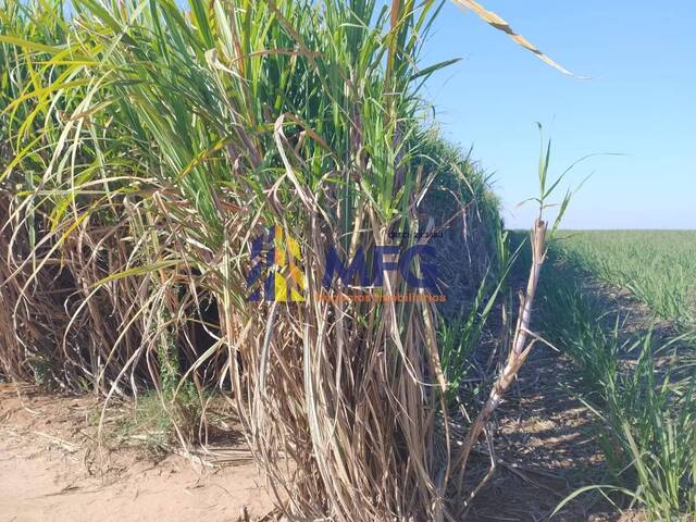 #15408 - Fazenda para Venda em Campinas - SP - 3