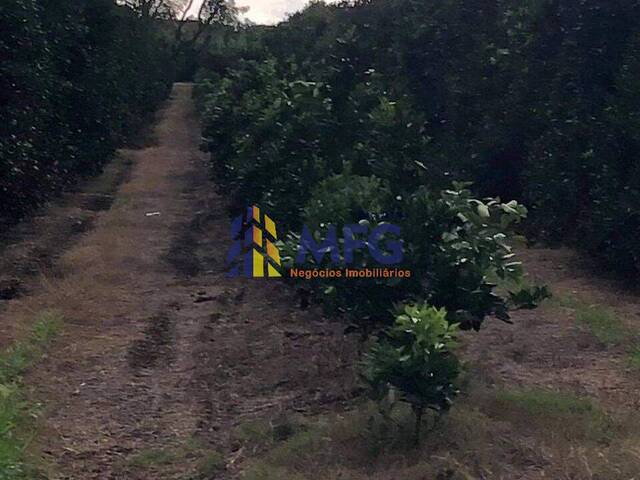 Fazenda para Venda em Avaré - 4