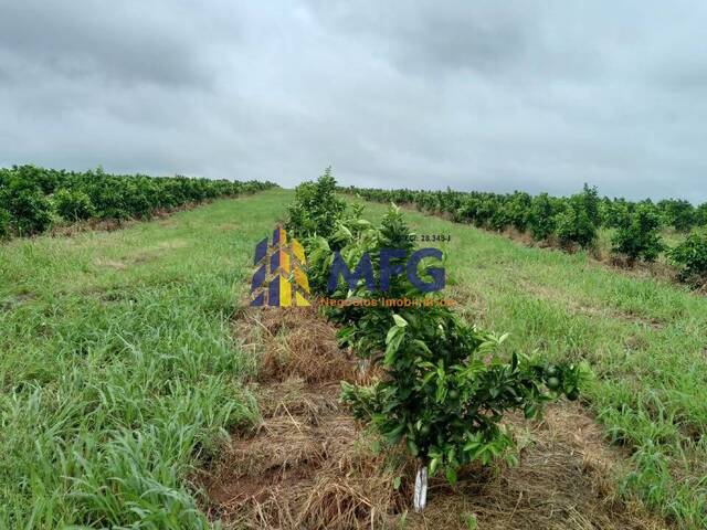 Fazenda para Venda em Campina Verde - 5