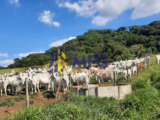 #18779 - Fazenda para Venda em Lutécia - SP - 1