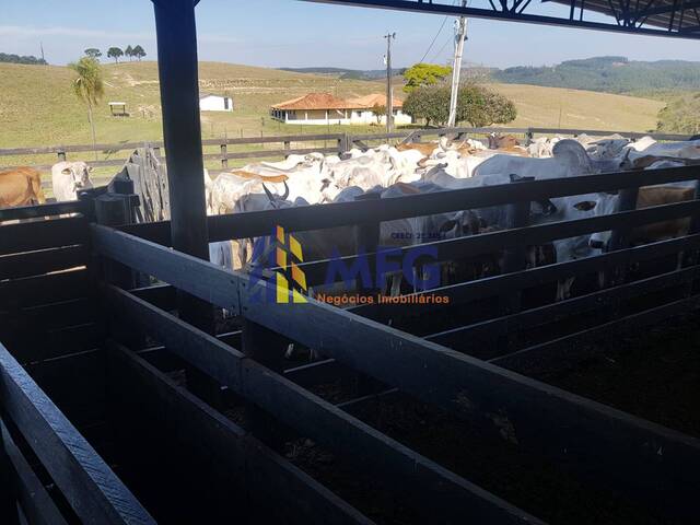 Fazenda para Venda em Itararé - 5