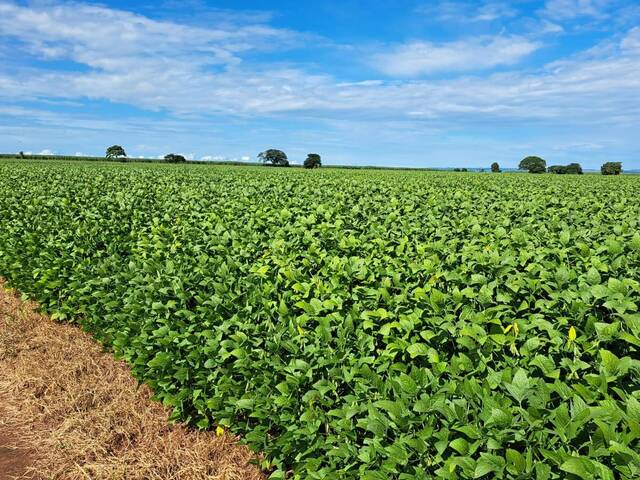 #18973 - Fazenda para Venda em Paraguaçu Paulista - SP - 1