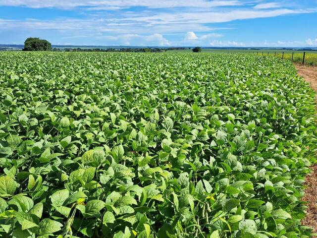 #18973 - Fazenda para Venda em Paraguaçu Paulista - SP - 2