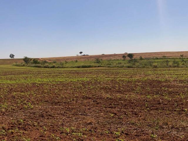 #18983 - Fazenda para Venda em Pereira Barreto - SP - 1