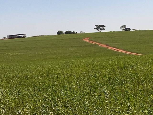 Fazenda para Venda em Pereira Barreto - 5