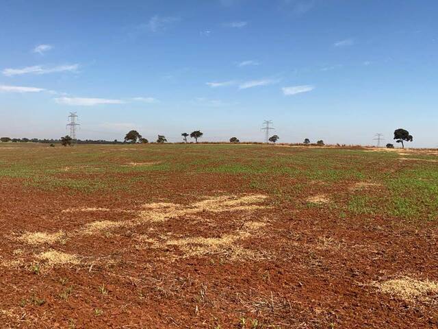 Fazenda para Venda em Pereira Barreto - 4