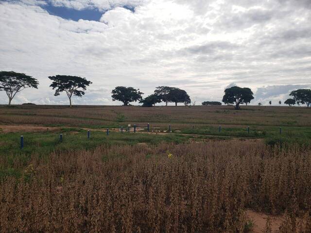 Fazenda para Venda em Zacarias - 5