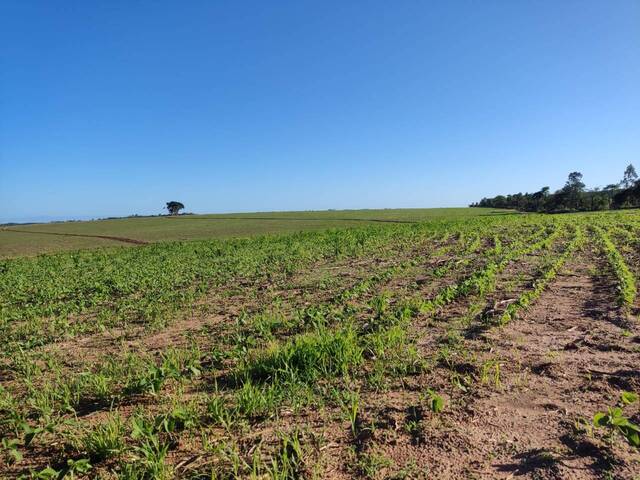 Fazenda para Venda em Alambari - 4